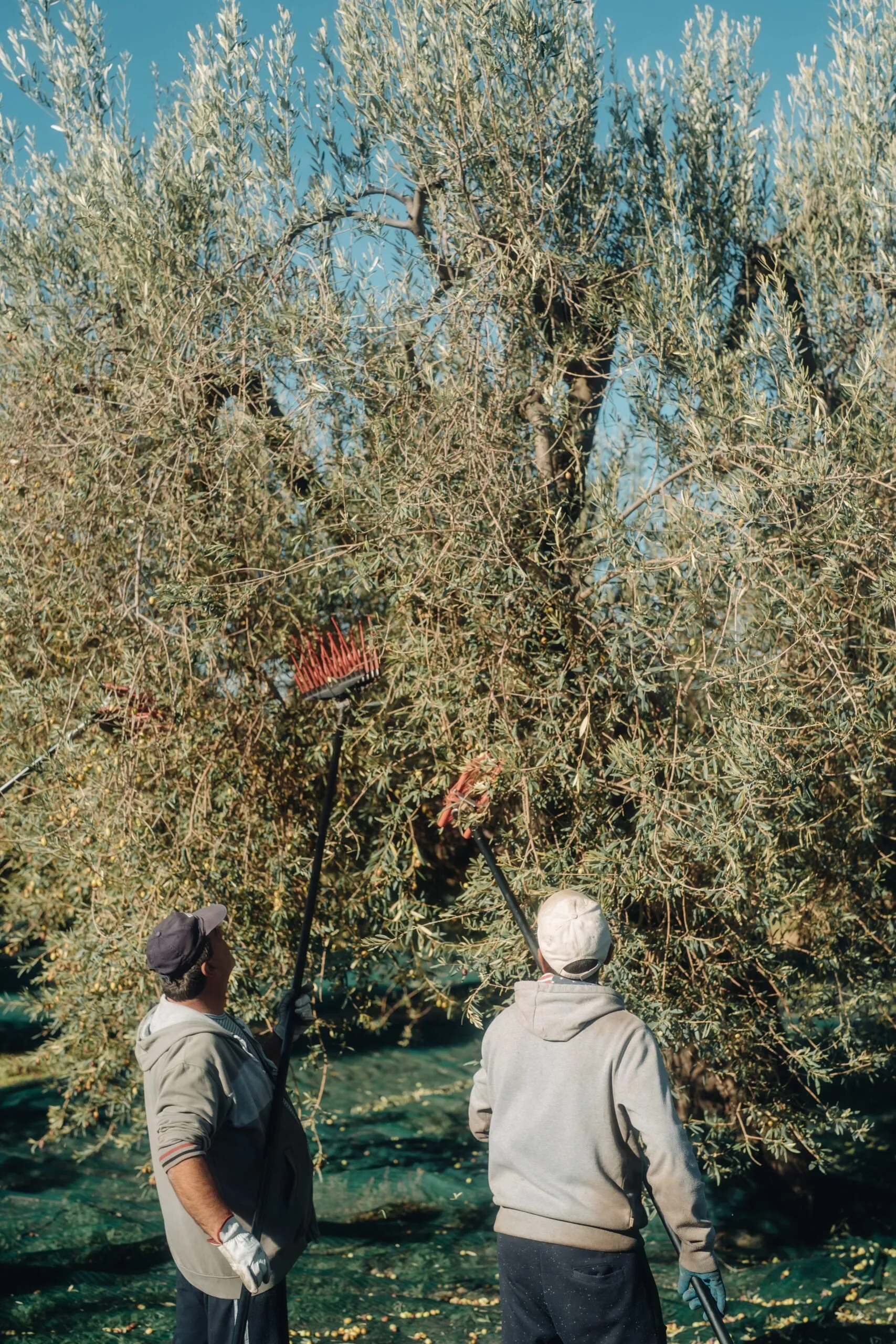 MATERÈ-176 Uomini che raccolgono le olive