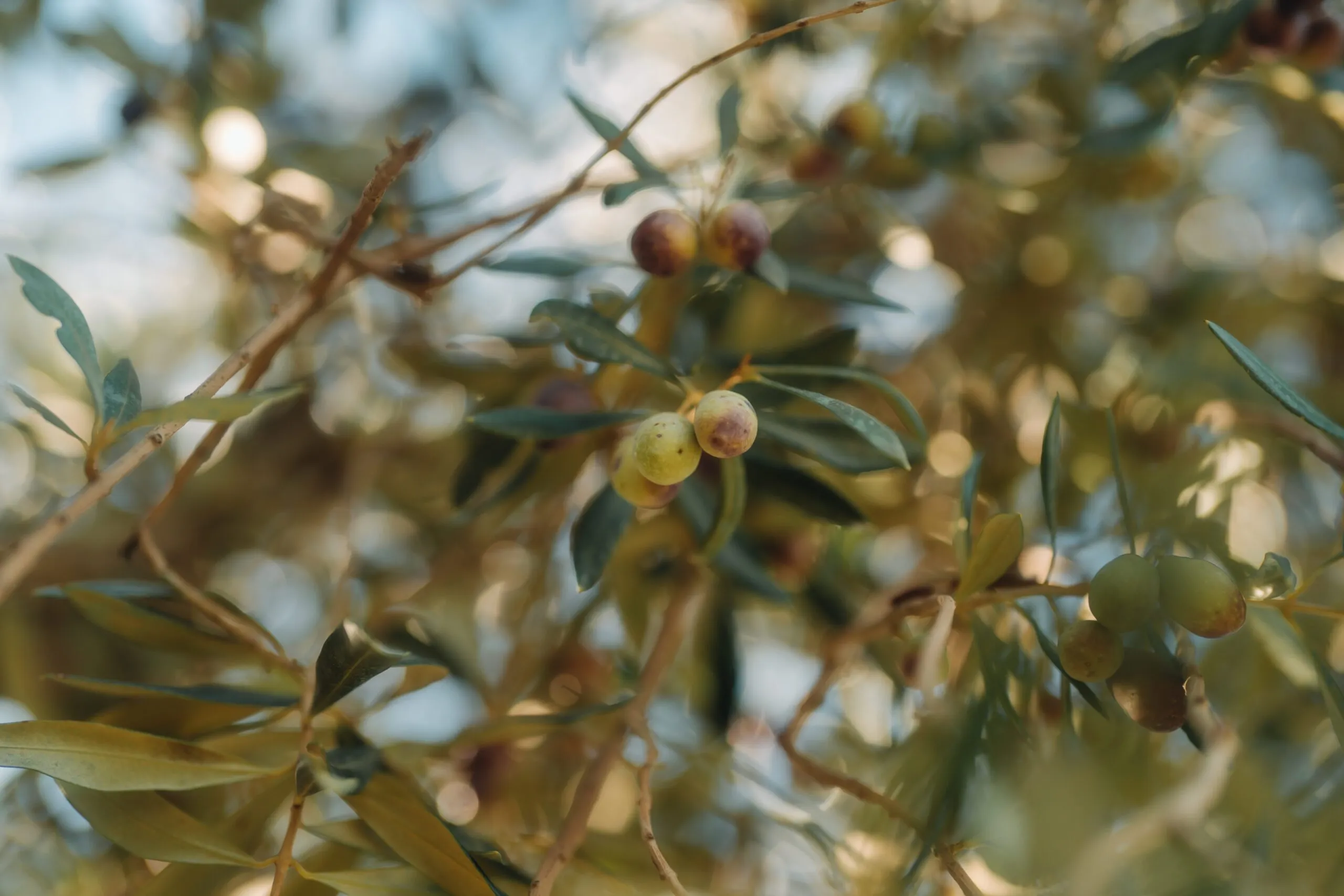 Cultivar Peranzana: Caratteristiche e Profilo Sensoriale del Vero Oro di San Severo