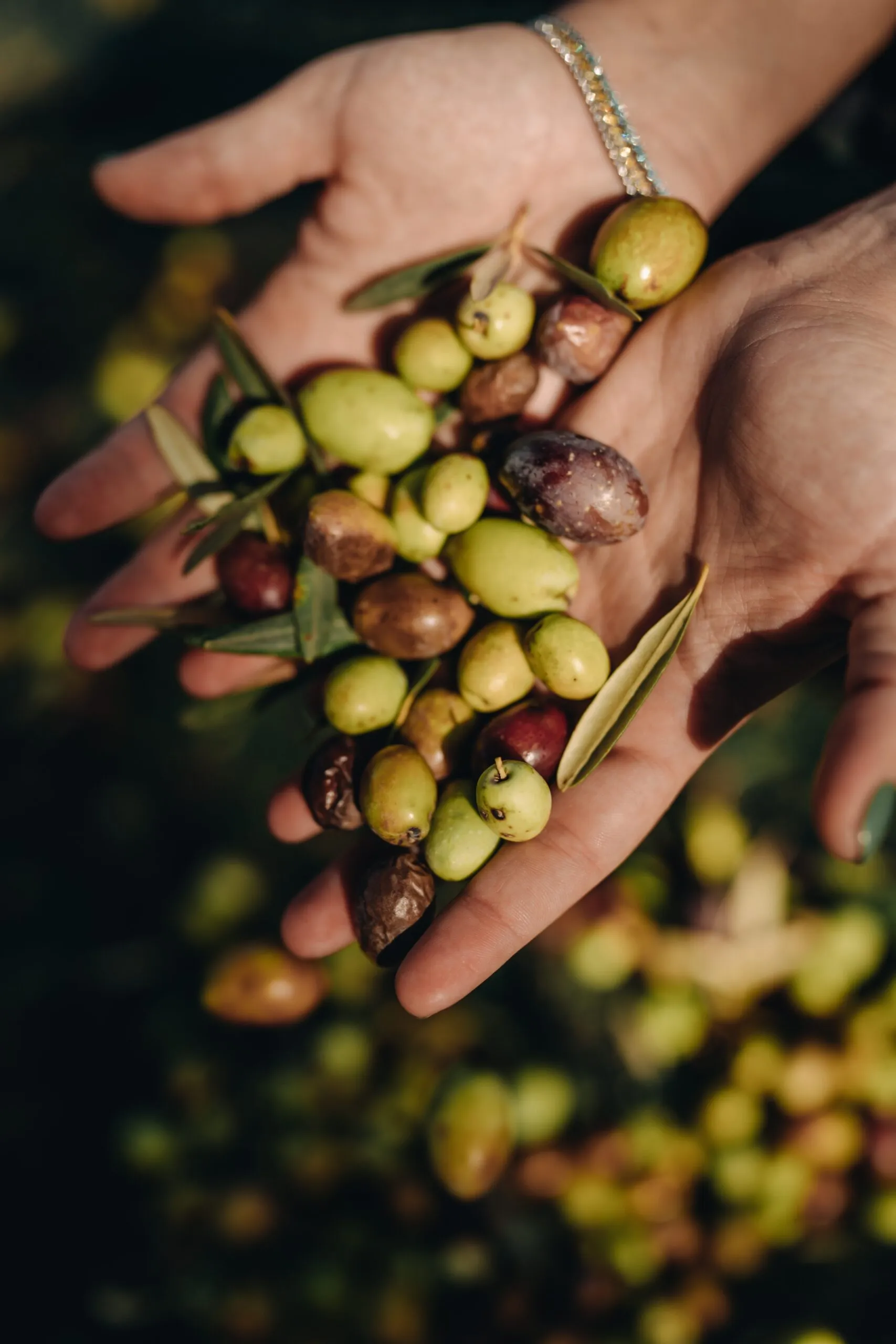 MATERÈ-99 Mani piene di olive di peranzana
